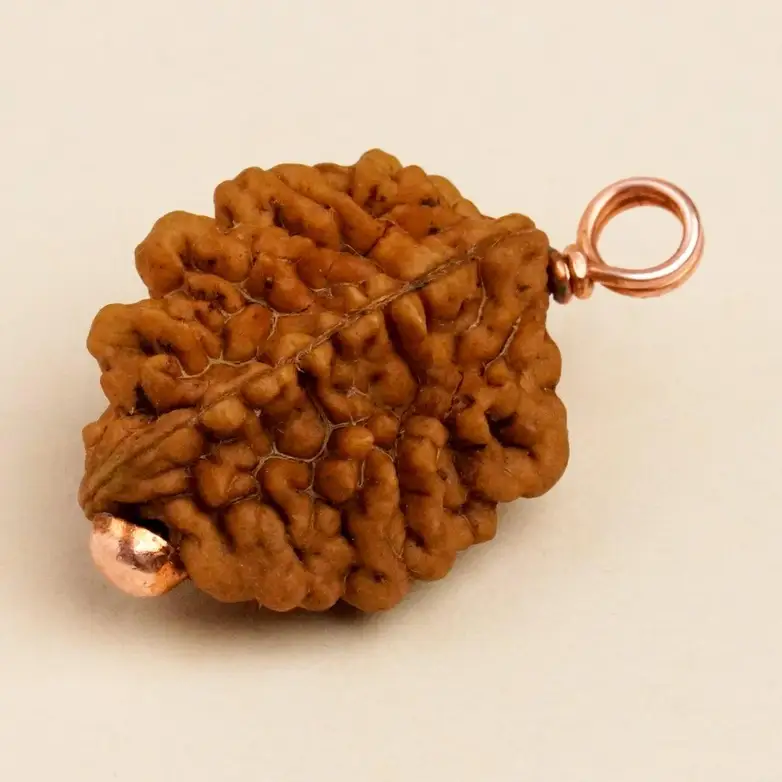 Authentic Dwimukhi Rudraksha bead