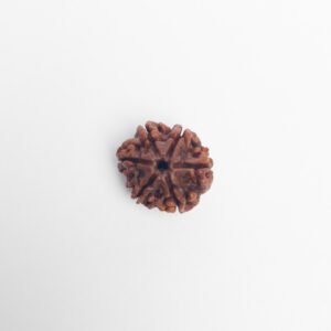 6facedrudraksha2