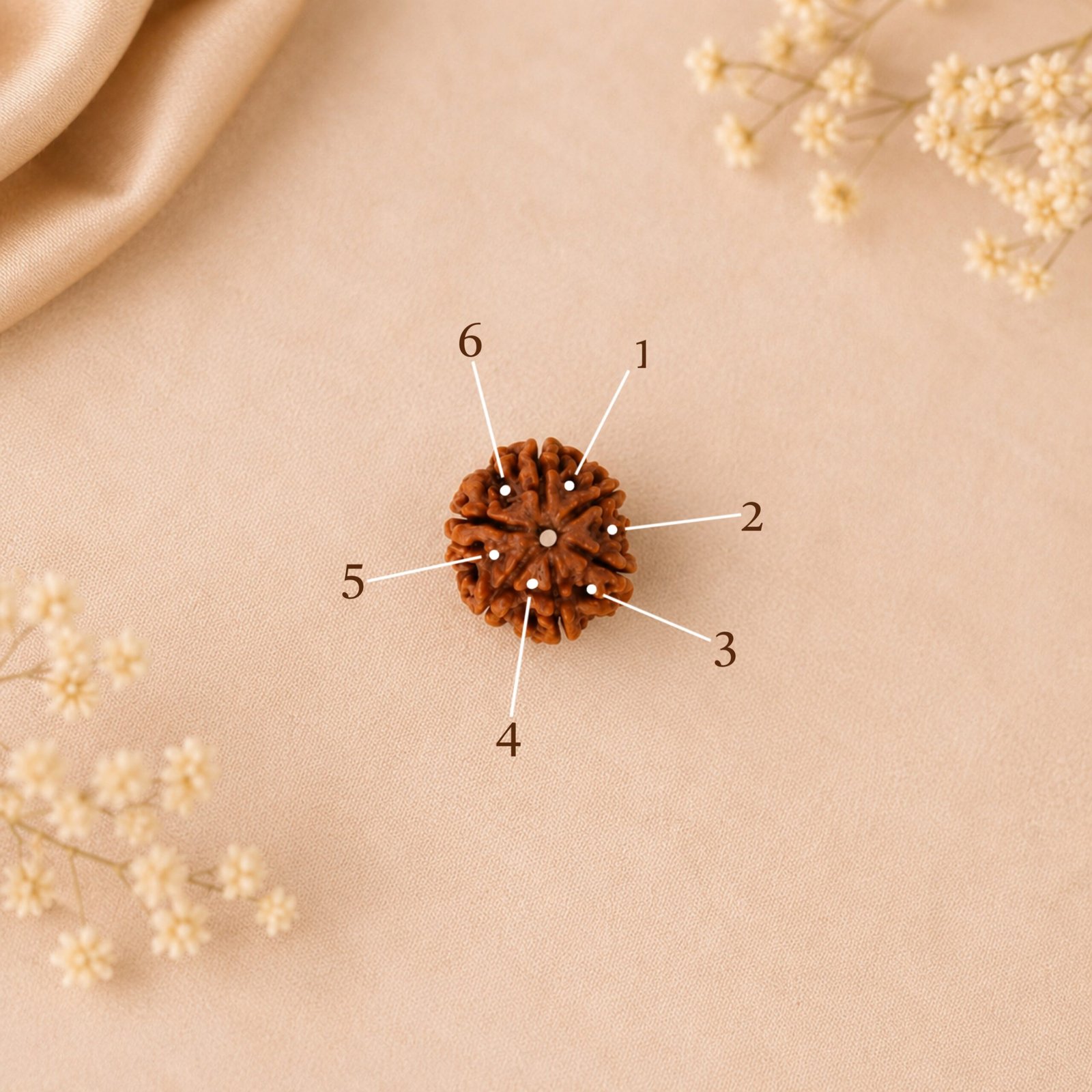 6facedrudraksha5 6facedrudraksha5