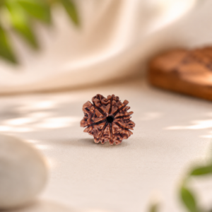 8facedrudraksha1
