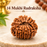14 mukhi rudraksha_1