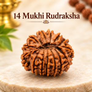 14 mukhi rudraksha_1