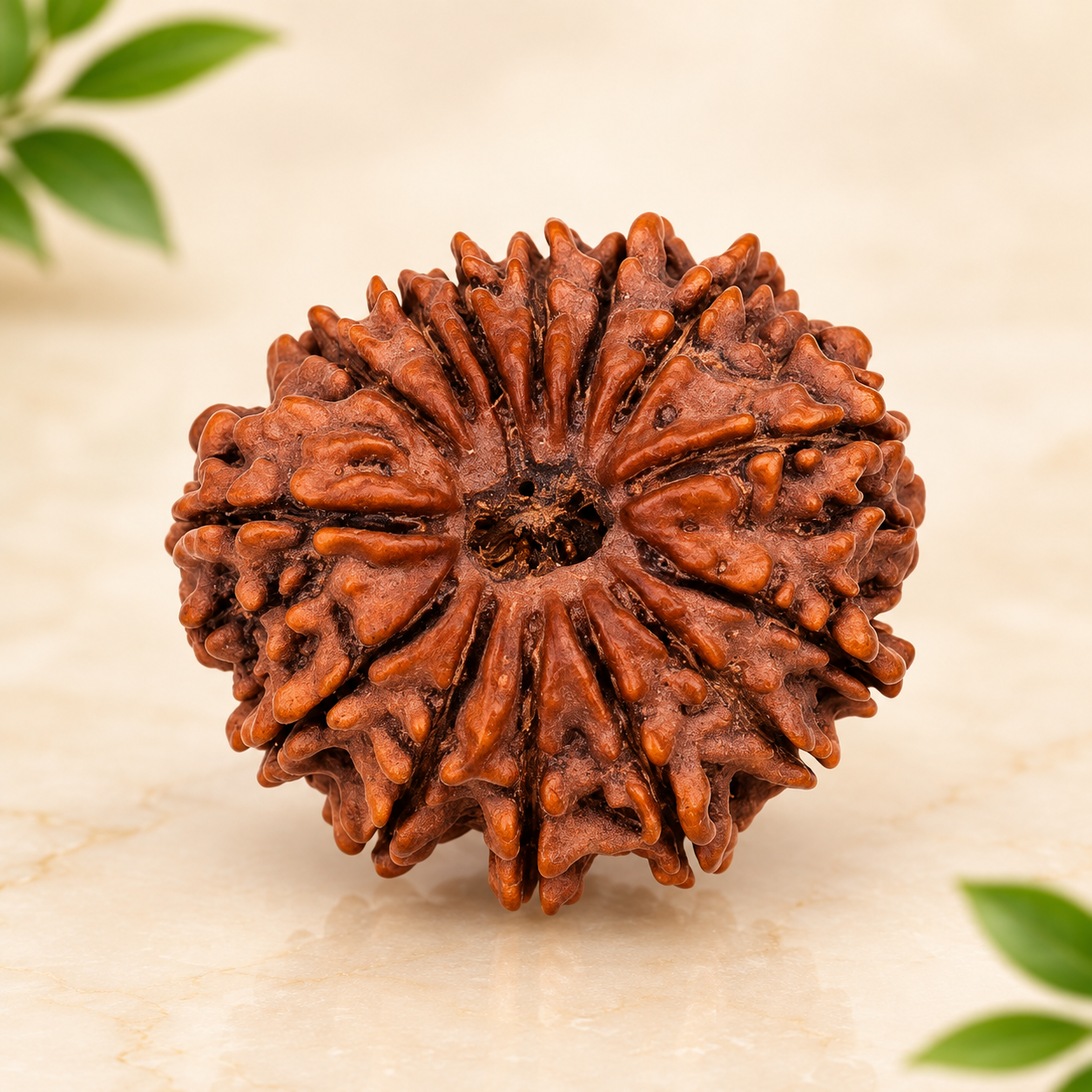14 mukhi rudraksha_3 14 mukhi rudraksha_3